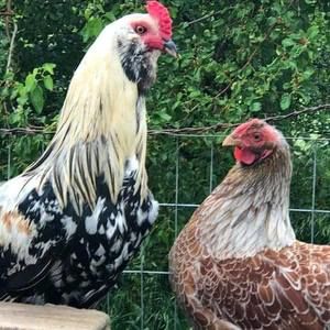 Meet your Posher, Pam